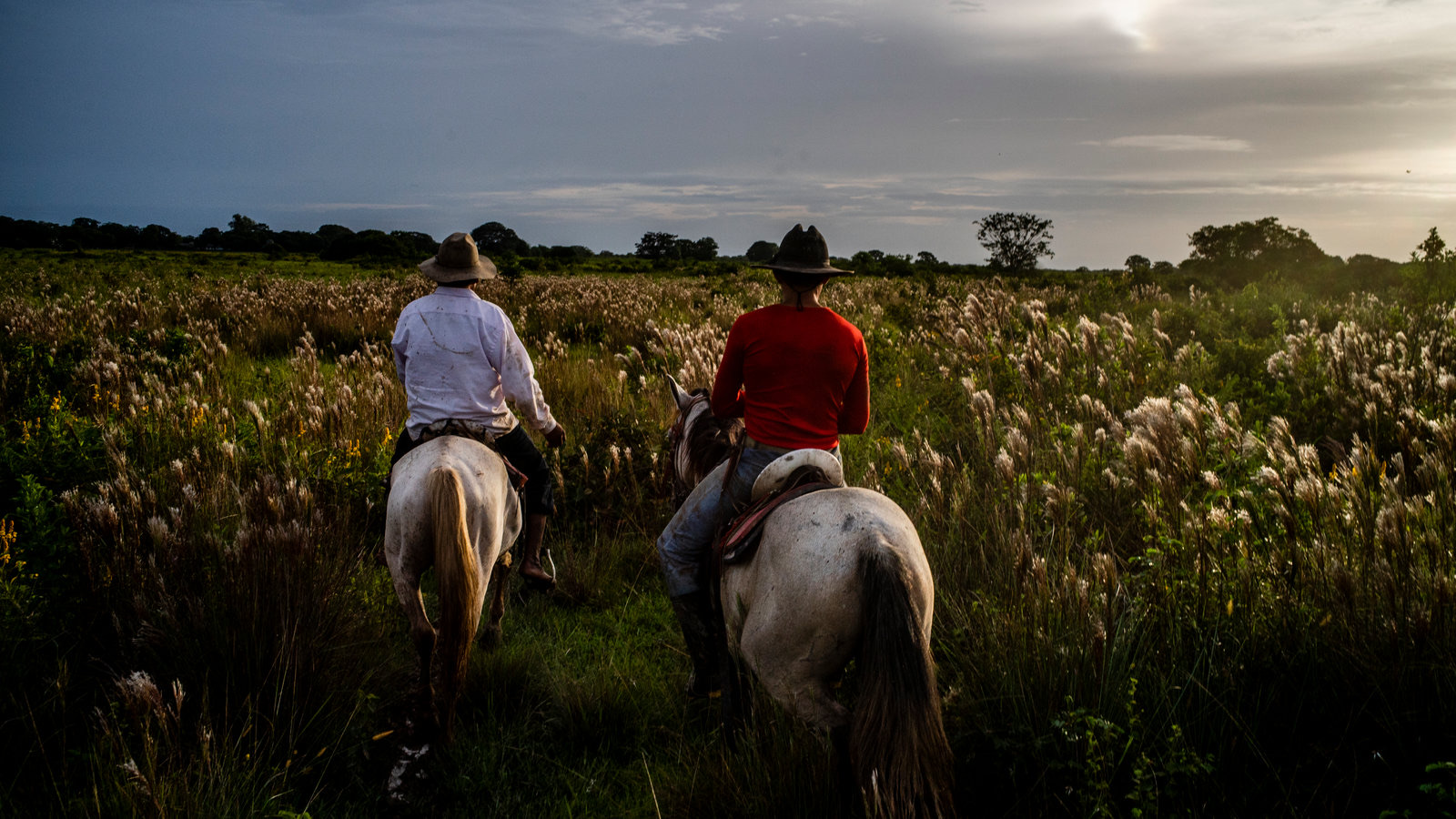 Safari en los Llanos