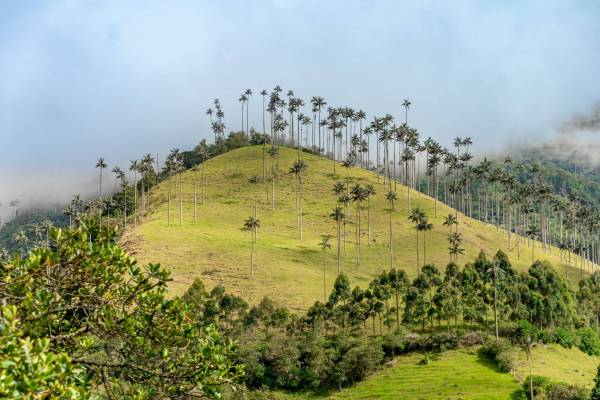 Cocora palm valley in Colombia in South America.